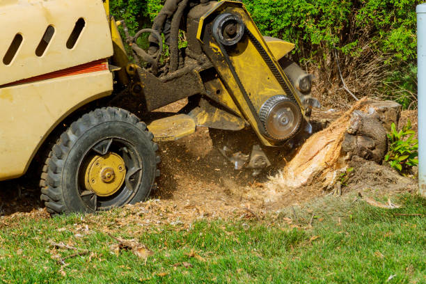 Best Tree Removal Cost  in Whiteman Af, MO